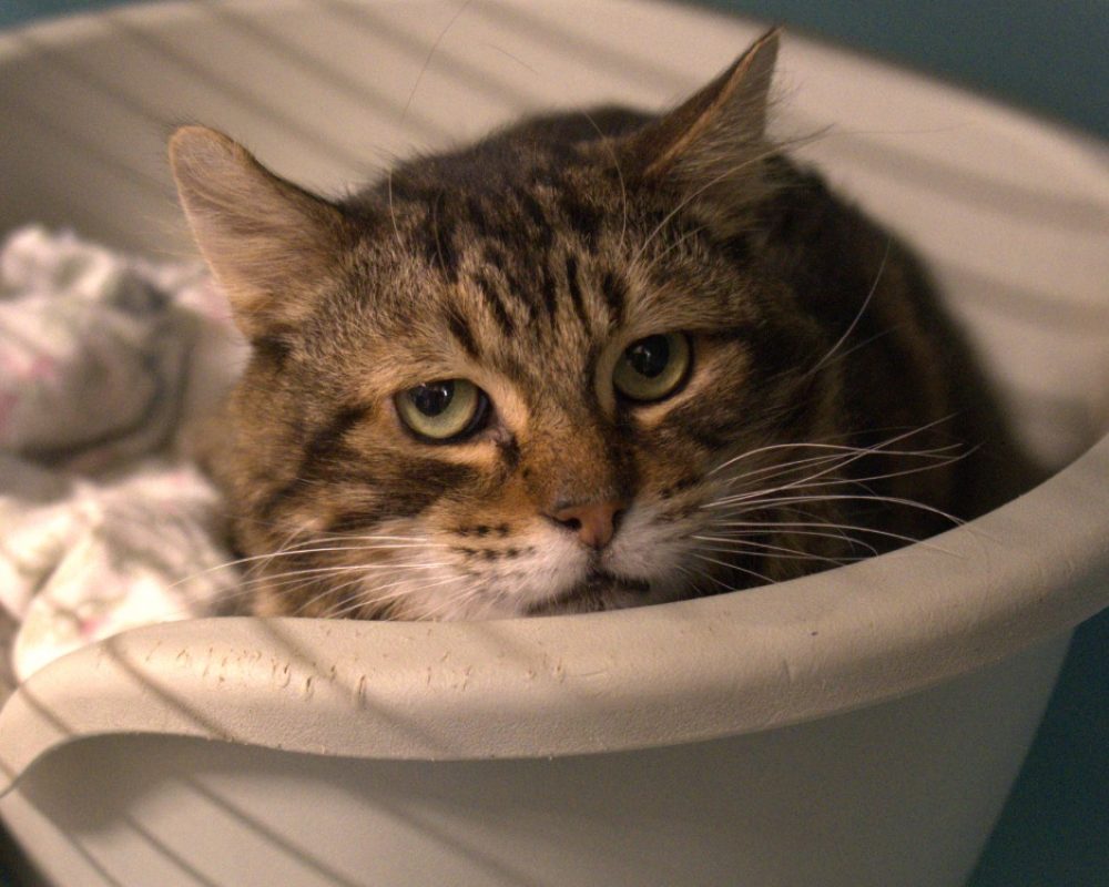 Balsamiqo - Chat Européen à adopter