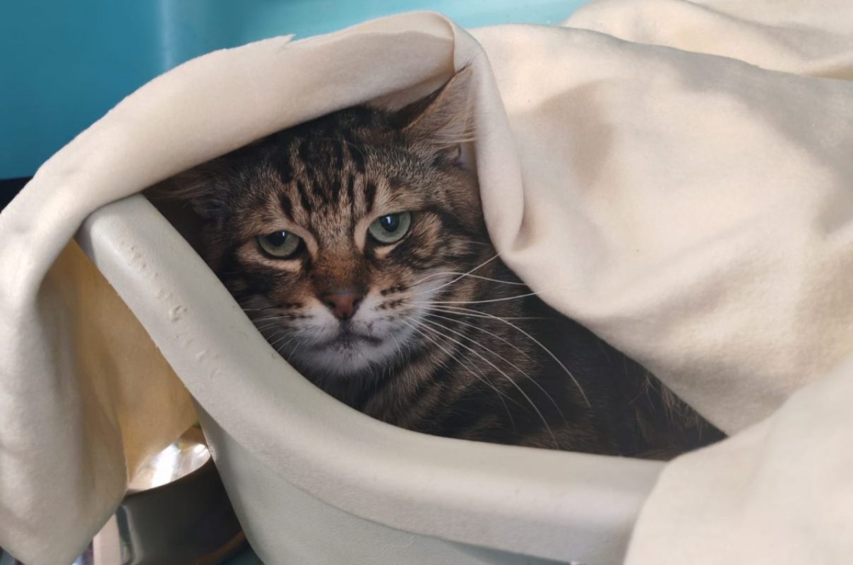 Balsamiqo - Chat Européen à adopter - photo 2