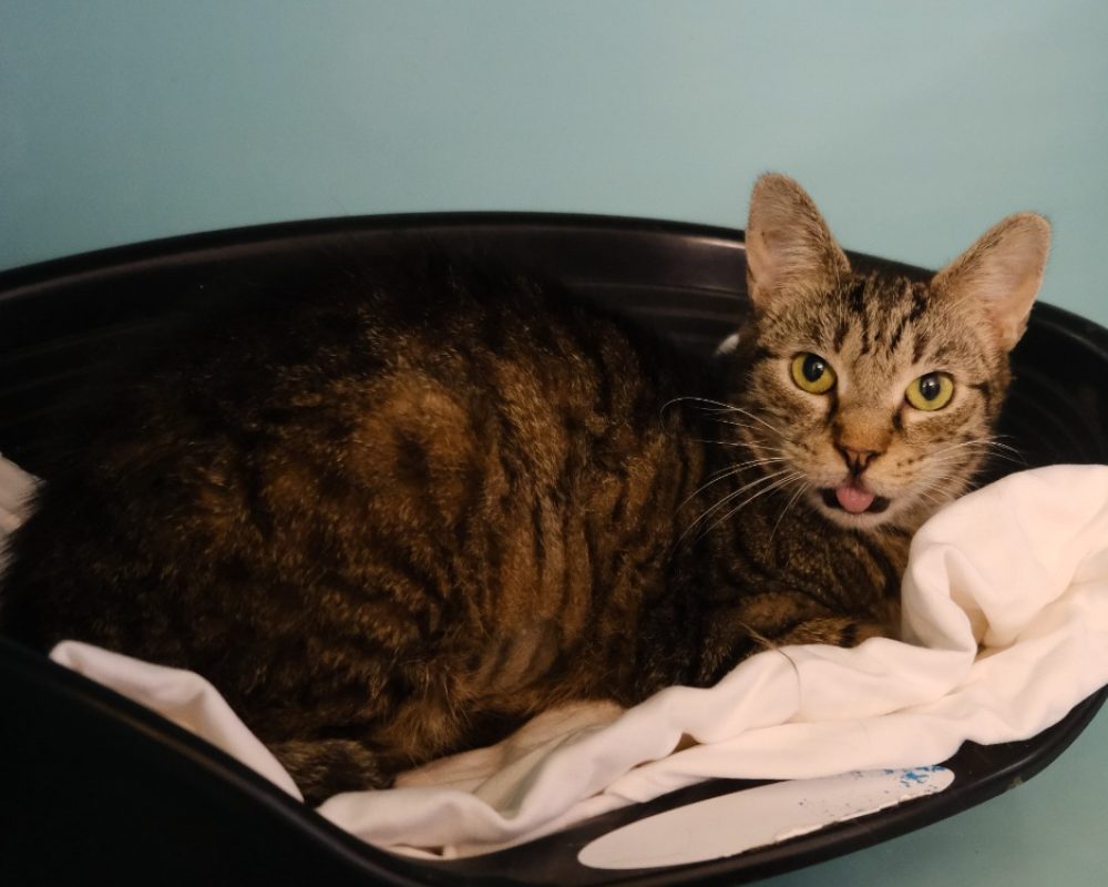 Chitigrette - Chat Européen à adopter