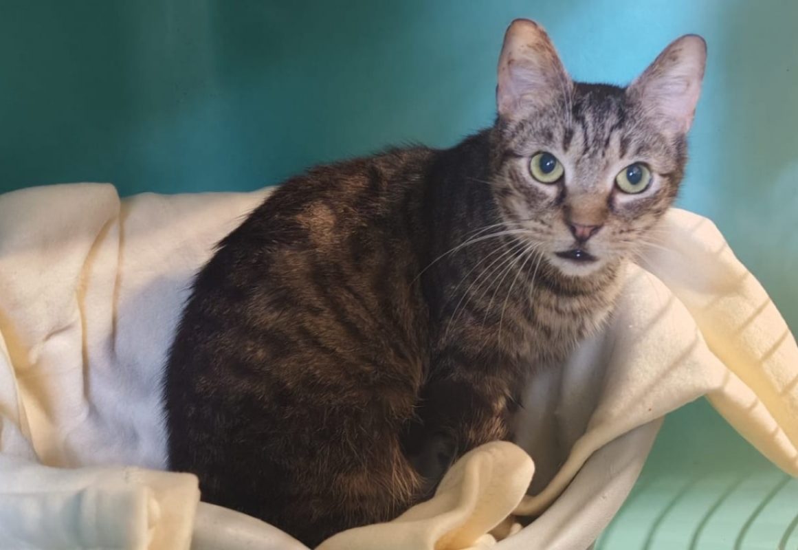 Chitigrette - Chat Européen à adopter - photo 2