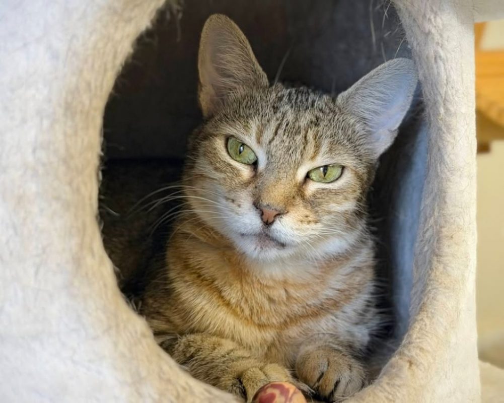 Bichette - Chat Européen à adopter