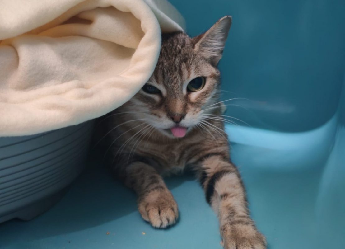 Bichette - Chat Européen à adopter - photo 2