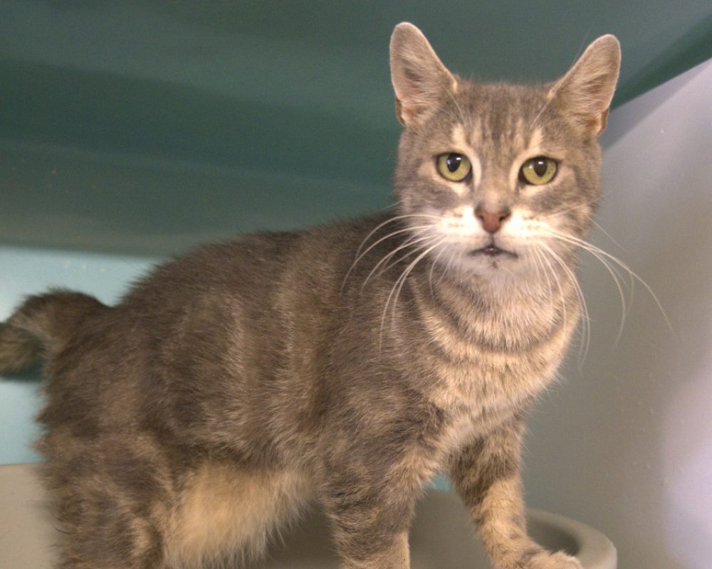 Mistigrie - Chat Européen à adopter