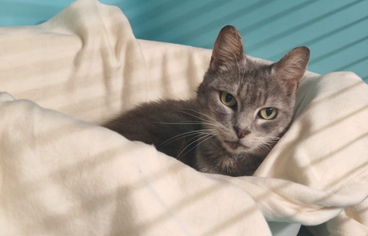 Mistigrie - Chat Européen à adopter - photo 2