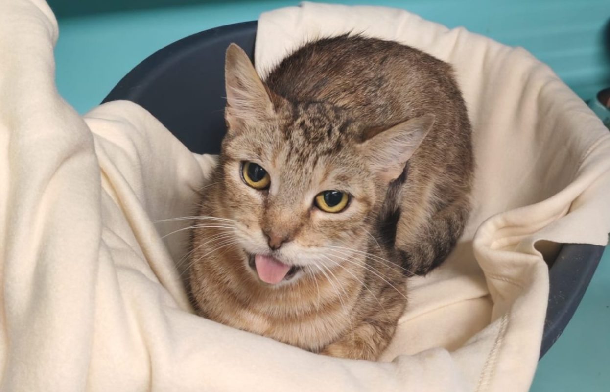 Vinaigrette - Chat Européen à adopter