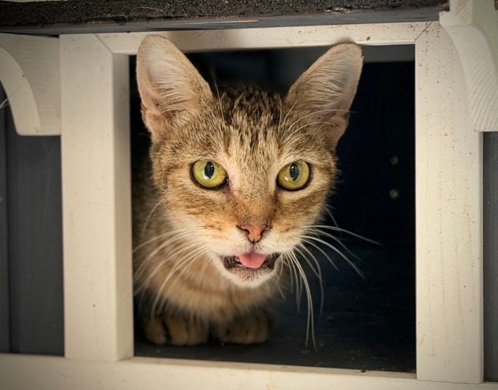 Vinaigrette - Chat Européen à adopter