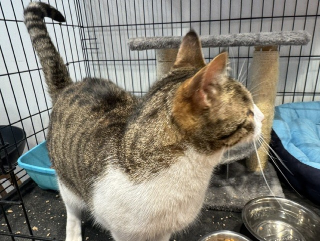 Photo #3 de Ralph
