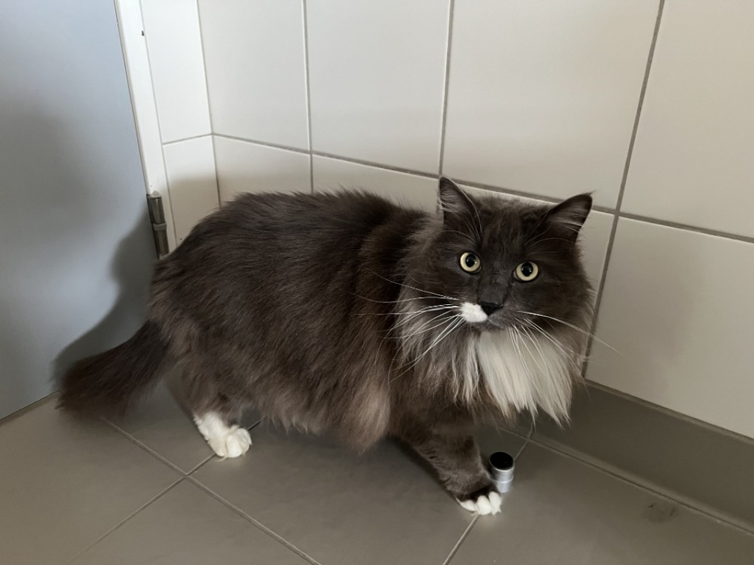 Photo de Pompon