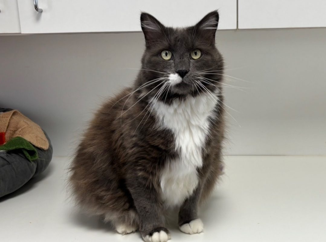 Pompon - Chat Européen à adopter