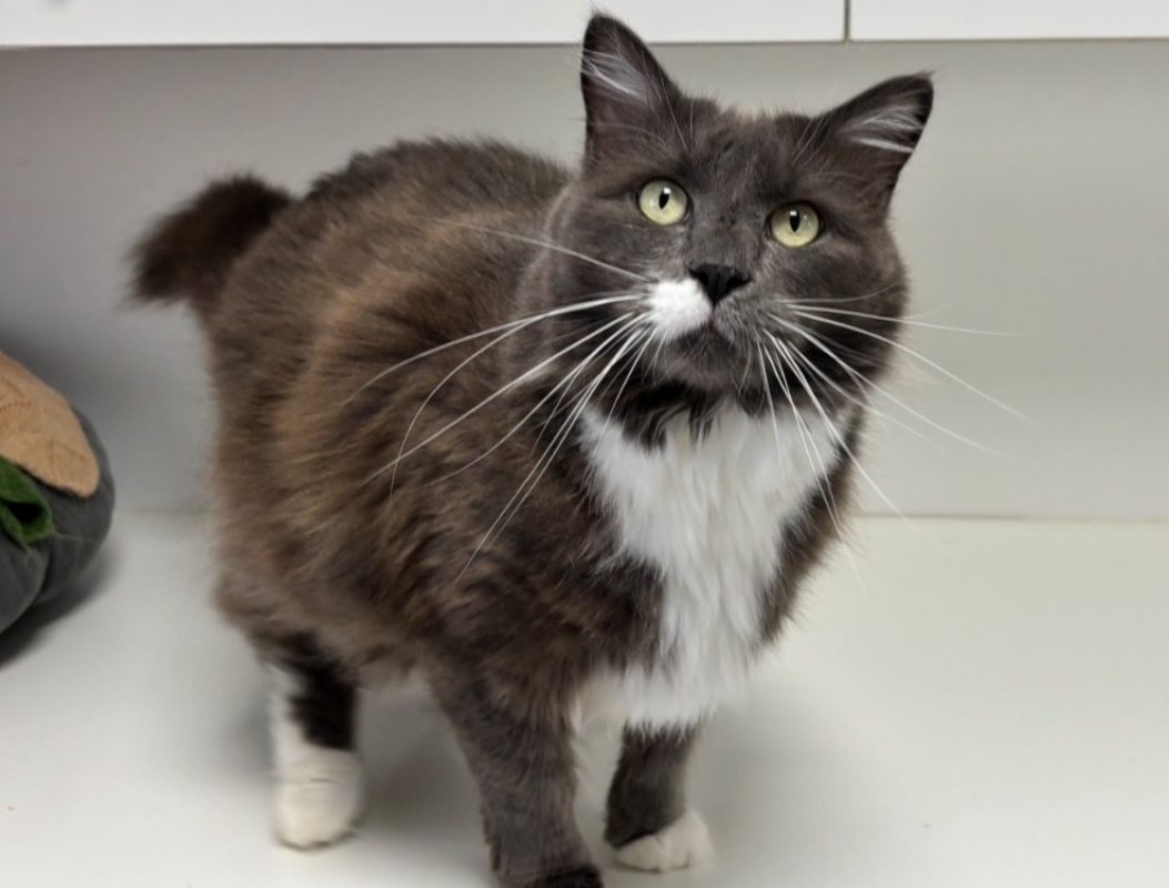 Pompon - Chat Européen à adopter - photo 2