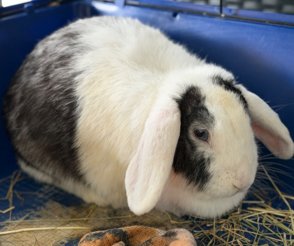 Photo de Minnie