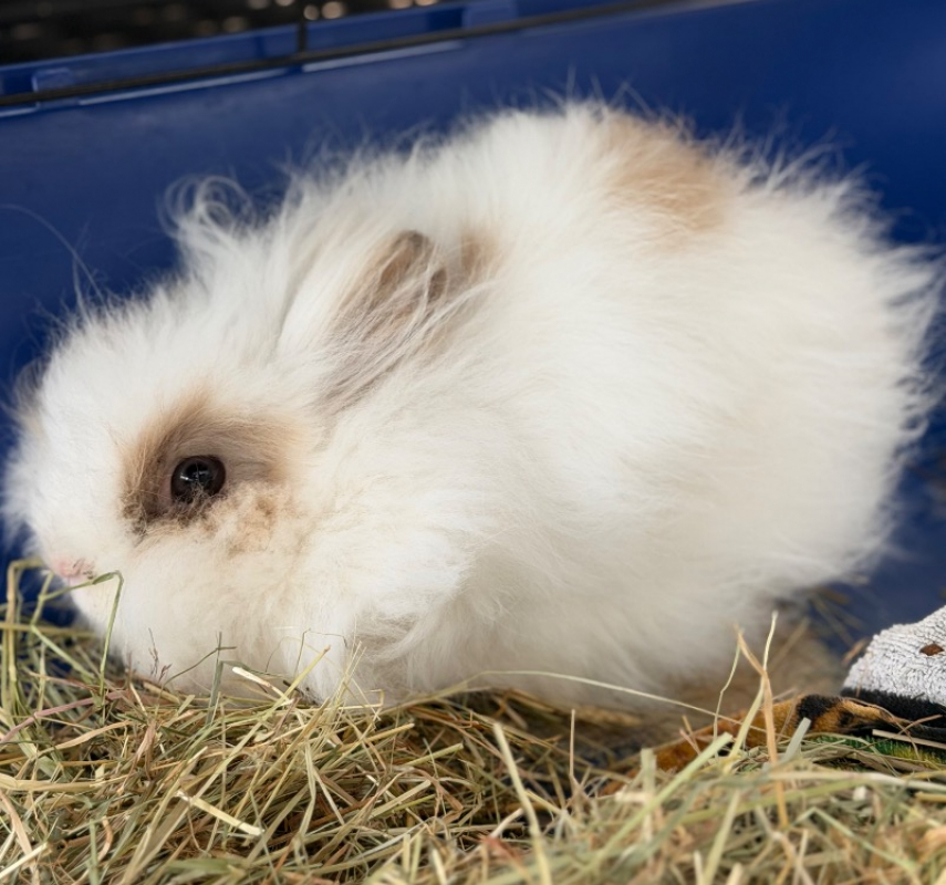 Photo de Vaiana