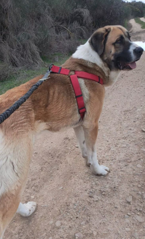 Photo #2 de RUSO