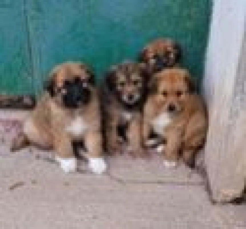 Photo #1 de OLIVIA et ses chiots