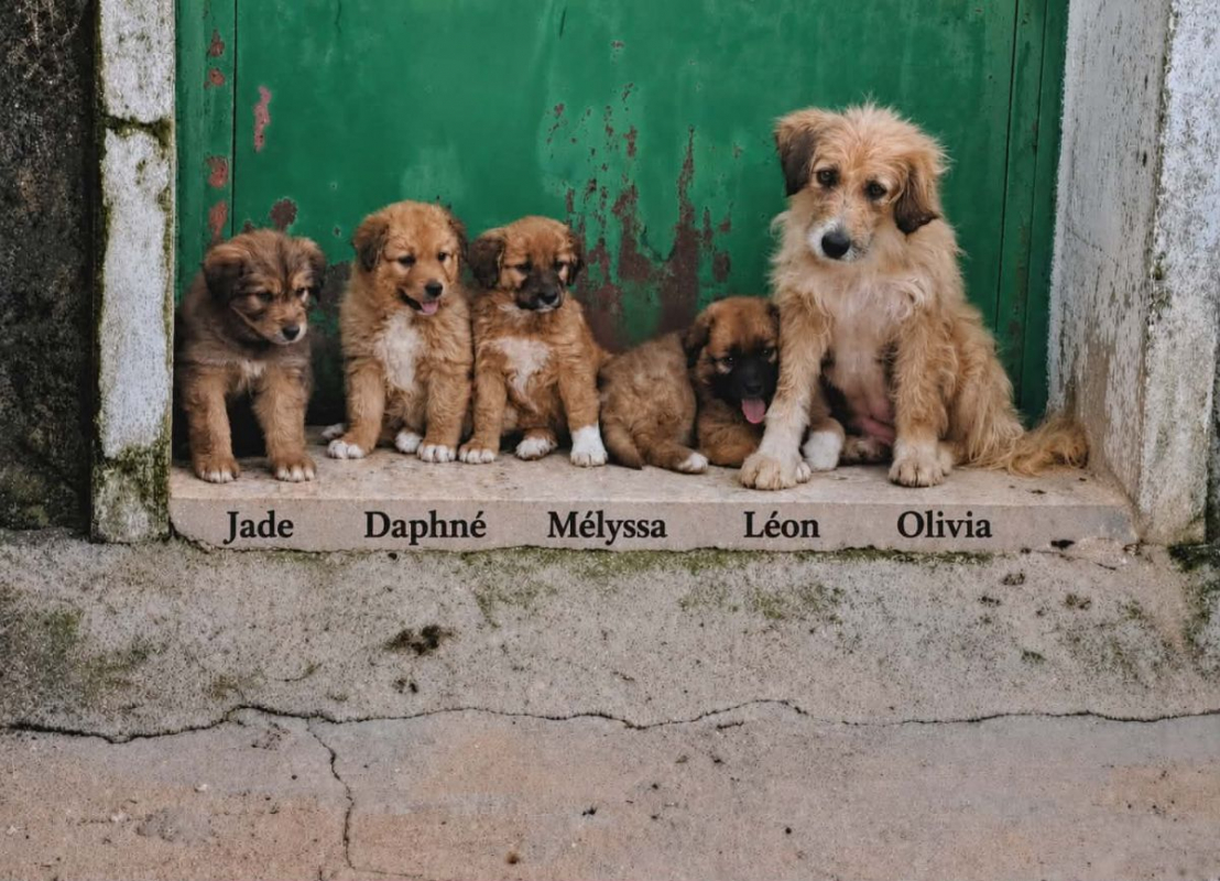 Photo #2 de OLIVIA et ses chiots