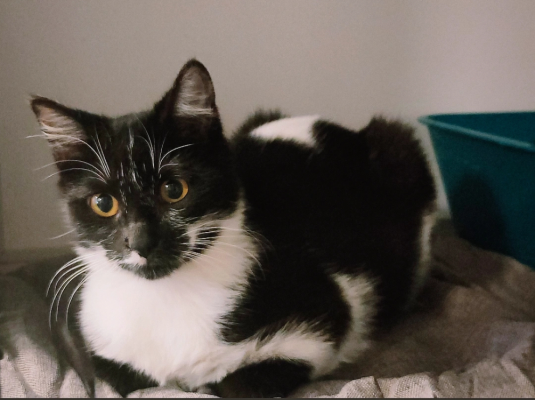 Photo #1 de Crevette