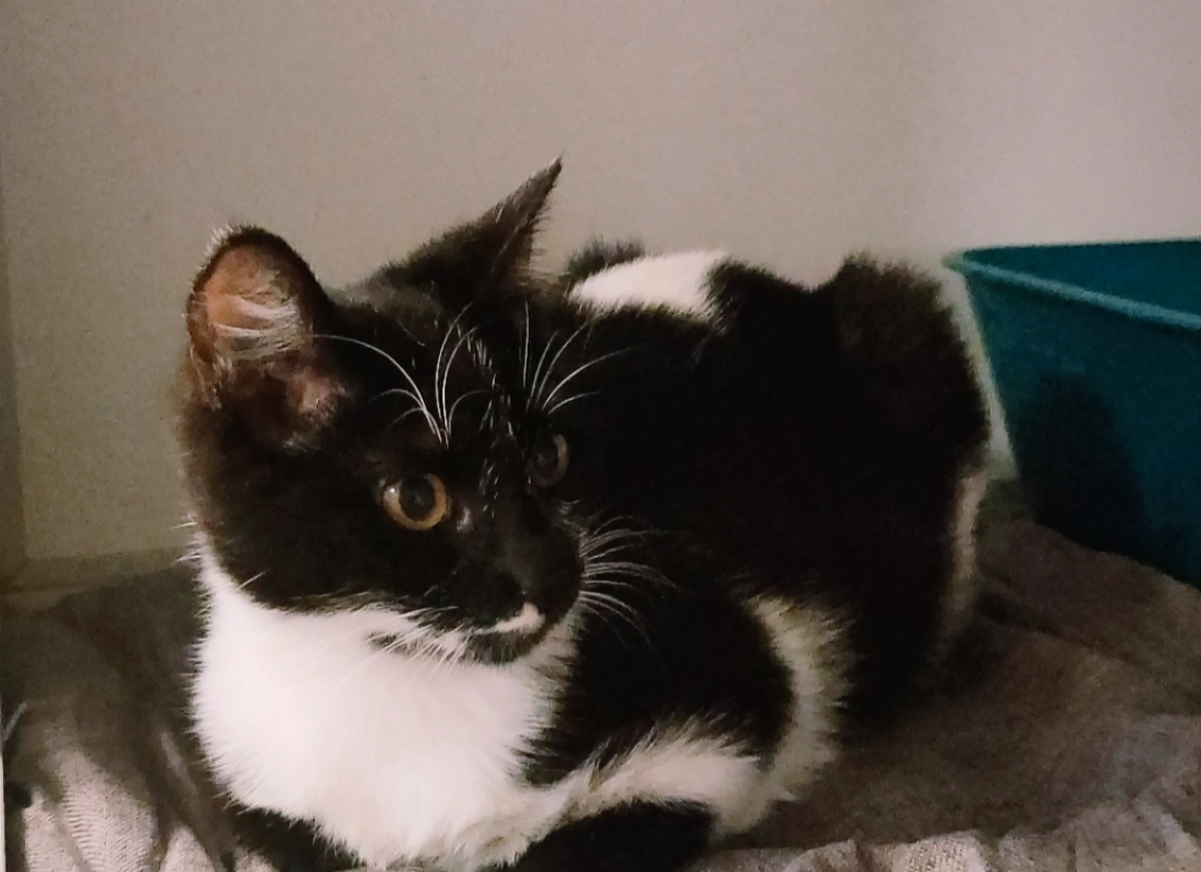 Photo #2 de Crevette