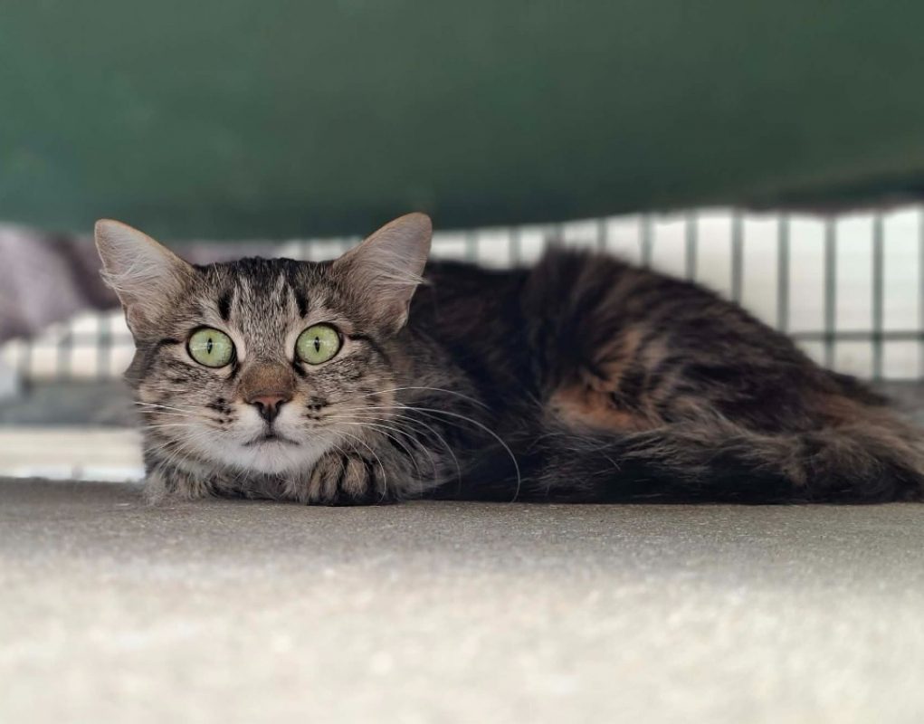 Riga - Chat Européen à adopter
