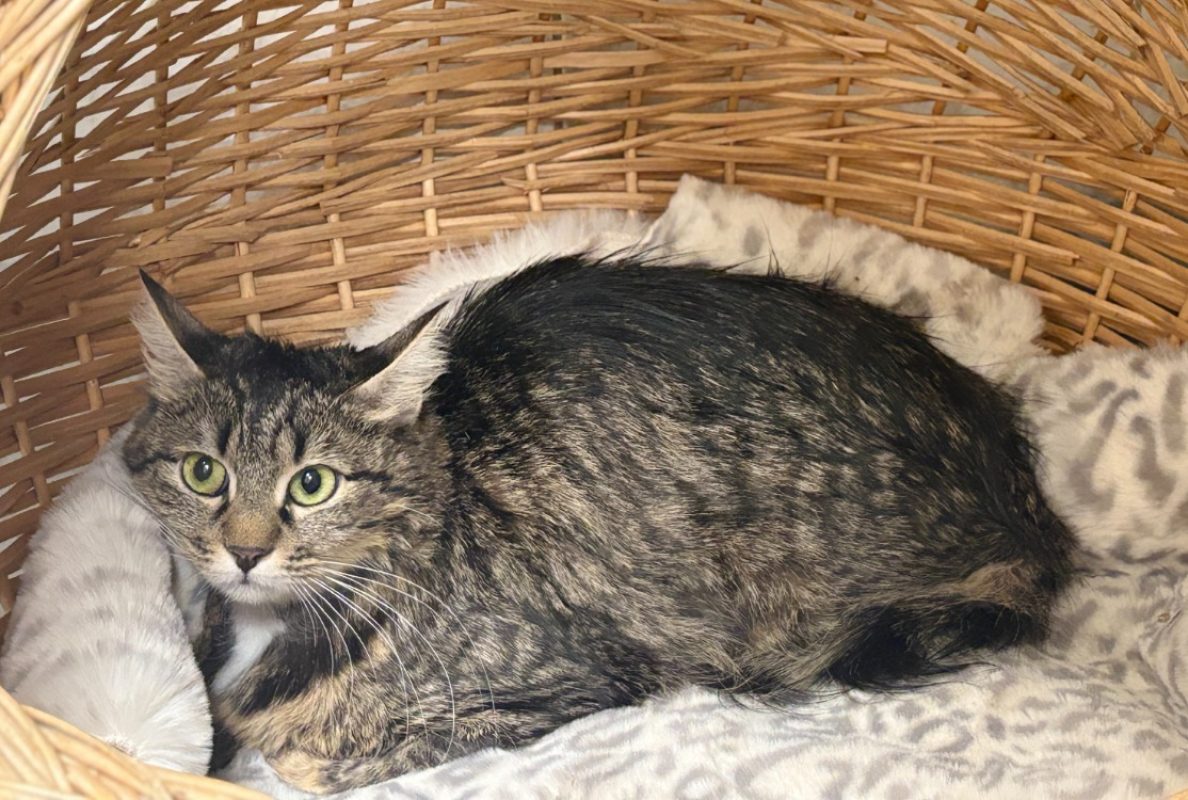 Riga - Chat Européen à adopter - photo 3