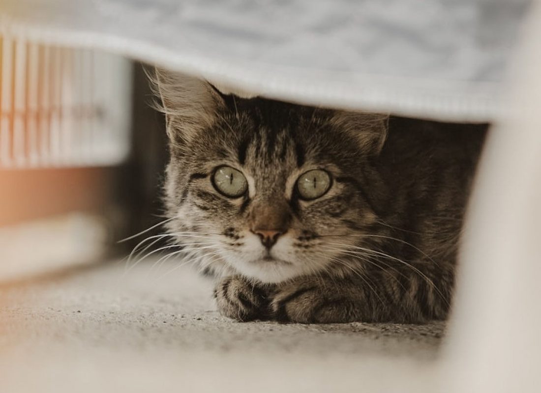 Riga - Chat Européen à adopter