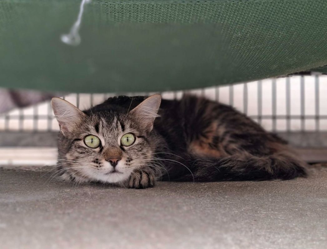 Riga - Chat Européen à adopter - photo 3