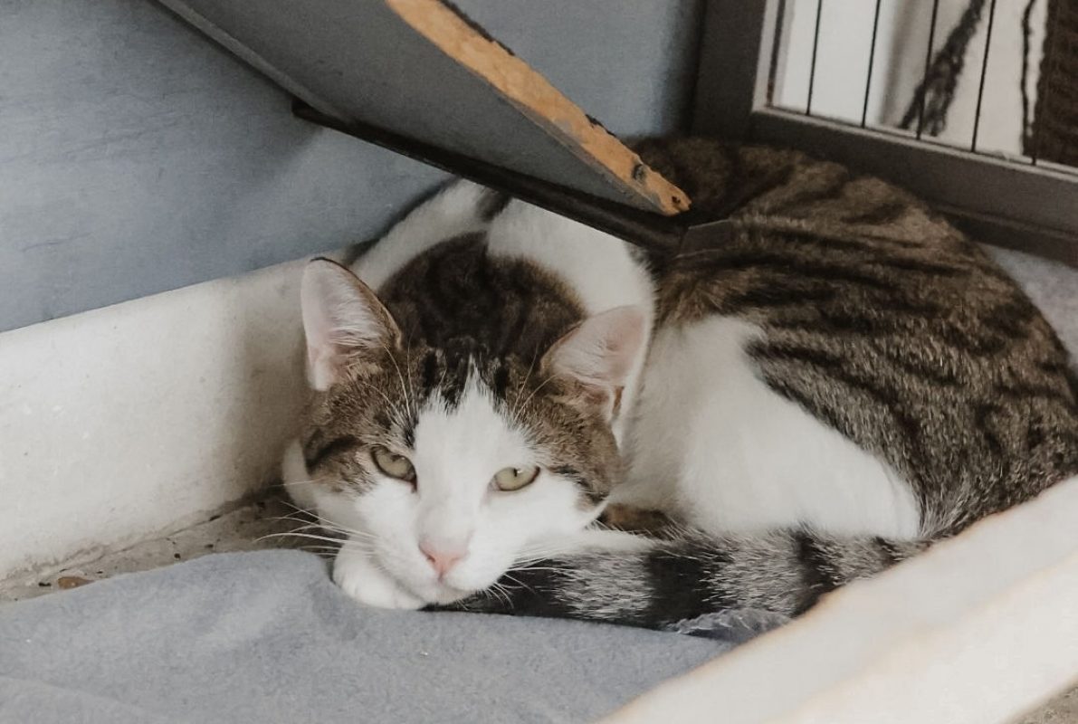 Orion - Chat Européen à adopter