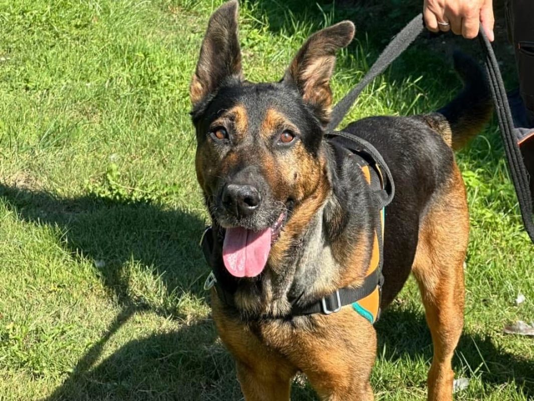 Mya - Chien à adopter