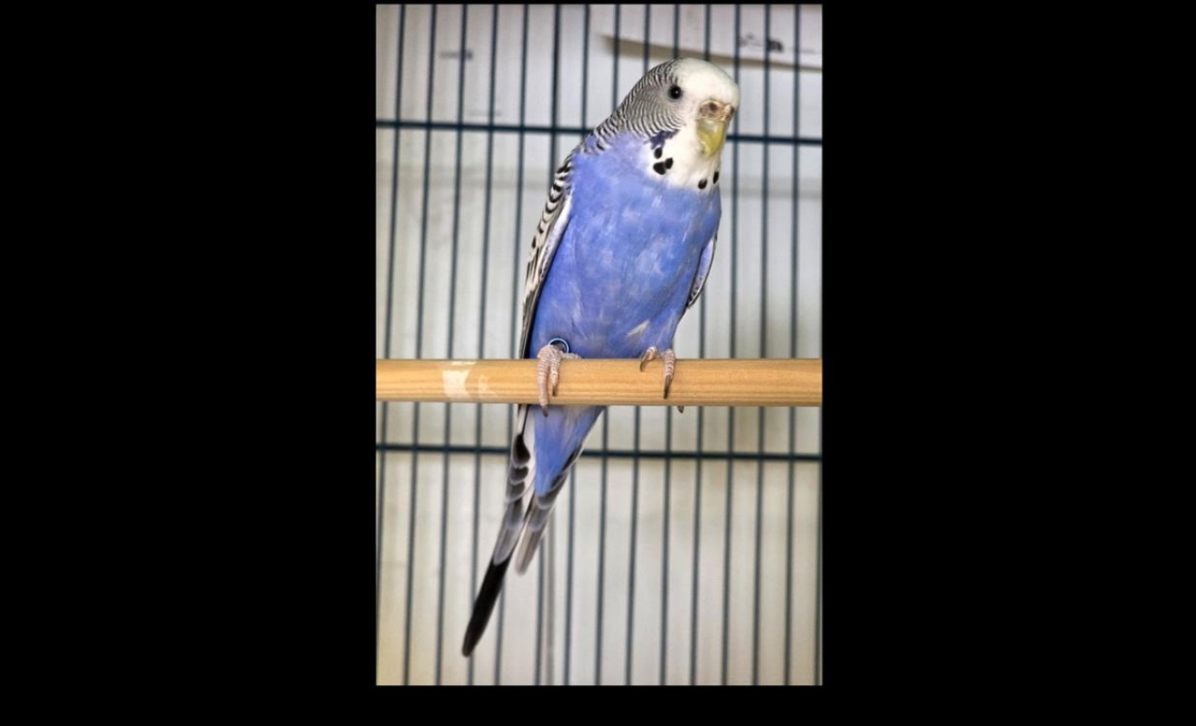 Photo de Tweety