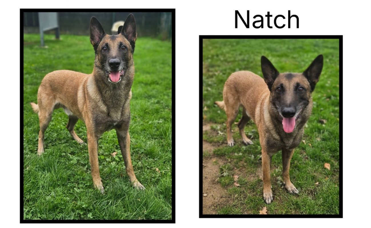 Natch - Berger Belge Malinois à adopter à Tollevast (50)