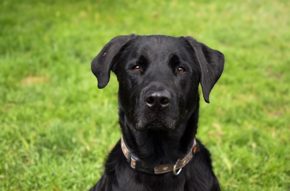 Tupac - Chien à adopter