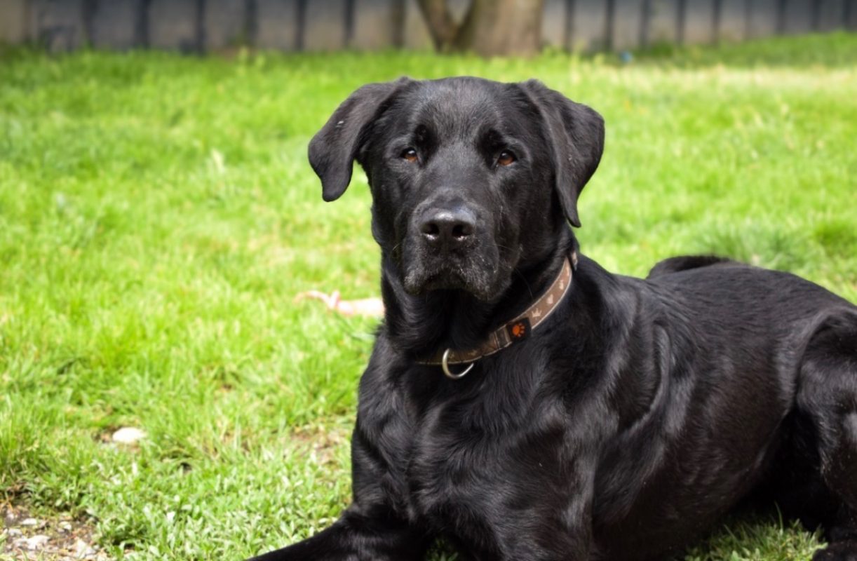 Tupac - Chien à adopter - photo 2