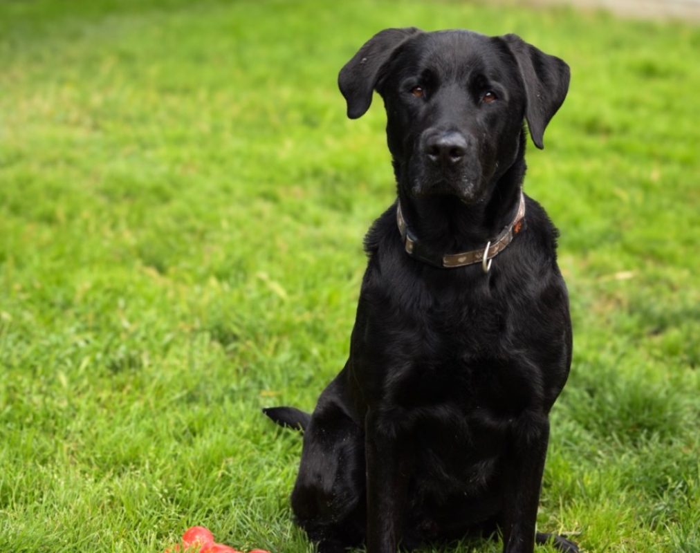 Tupac - Chien à adopter - photo 3