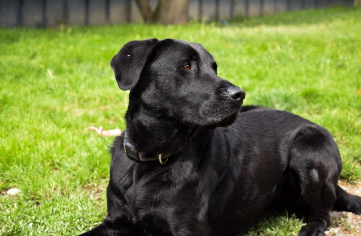 Tupac - Chien à adopter - photo 4