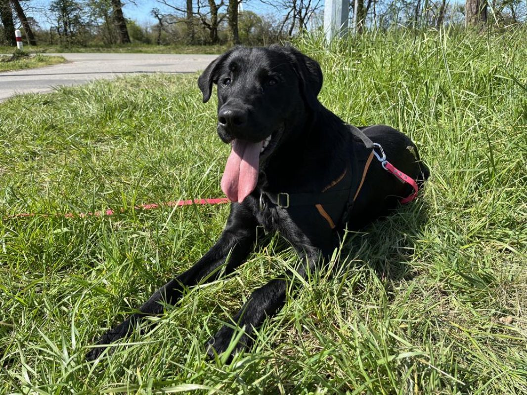 Tupac - Chien à adopter - photo 5