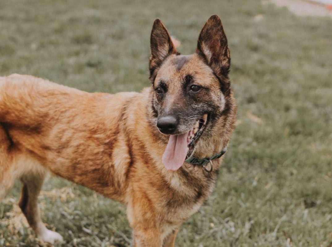 Lola bunny - Chien à adopter - photo 2