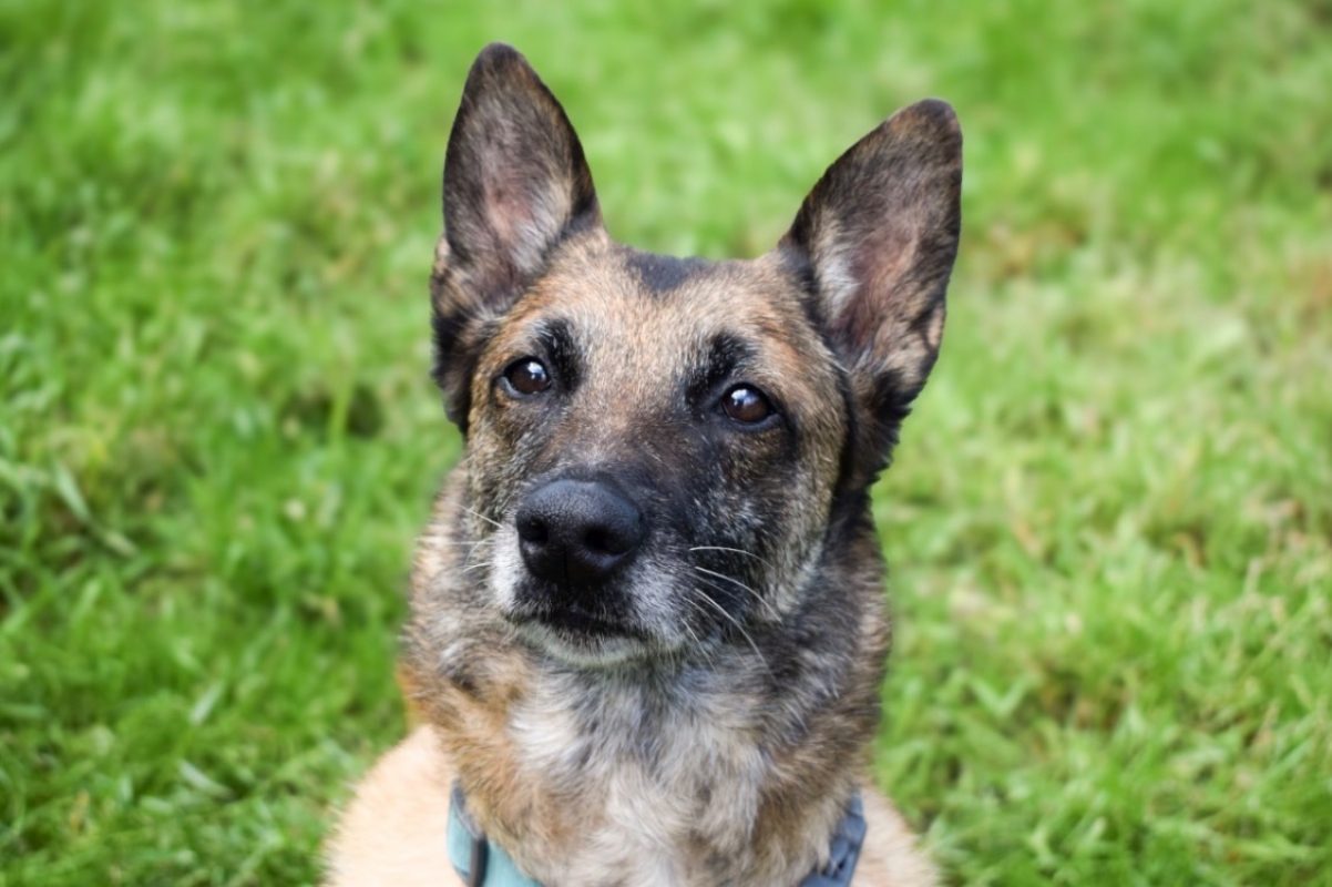 Lola bunny - Chien à adopter - photo 3