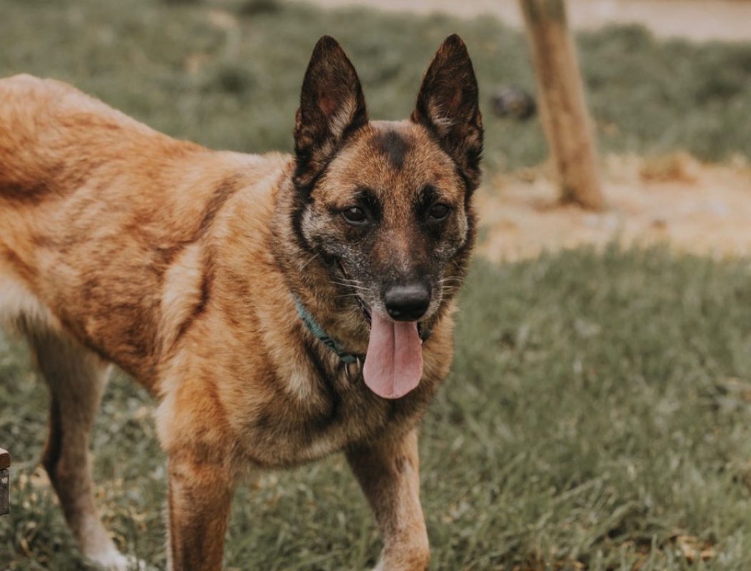 Lola bunny - Chien à adopter - photo 4