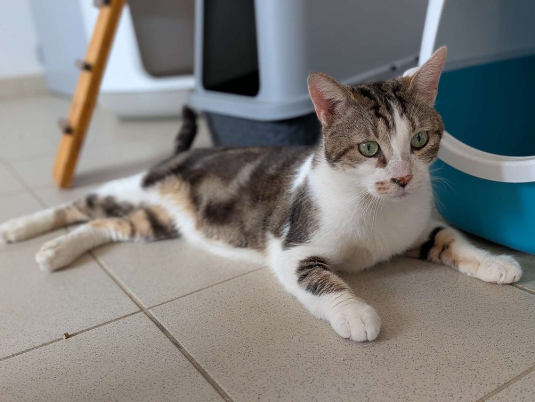 Titi - Chat Européen à adopter