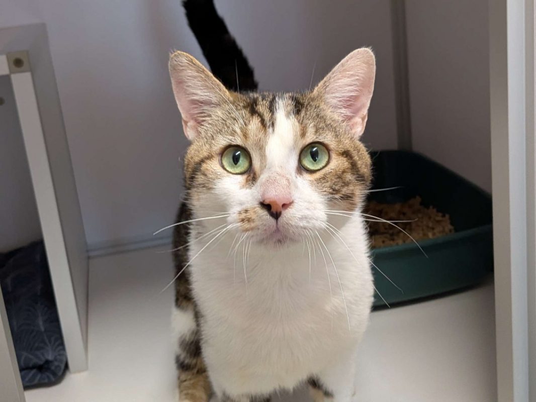 Titi - Chat Européen à adopter - photo 2