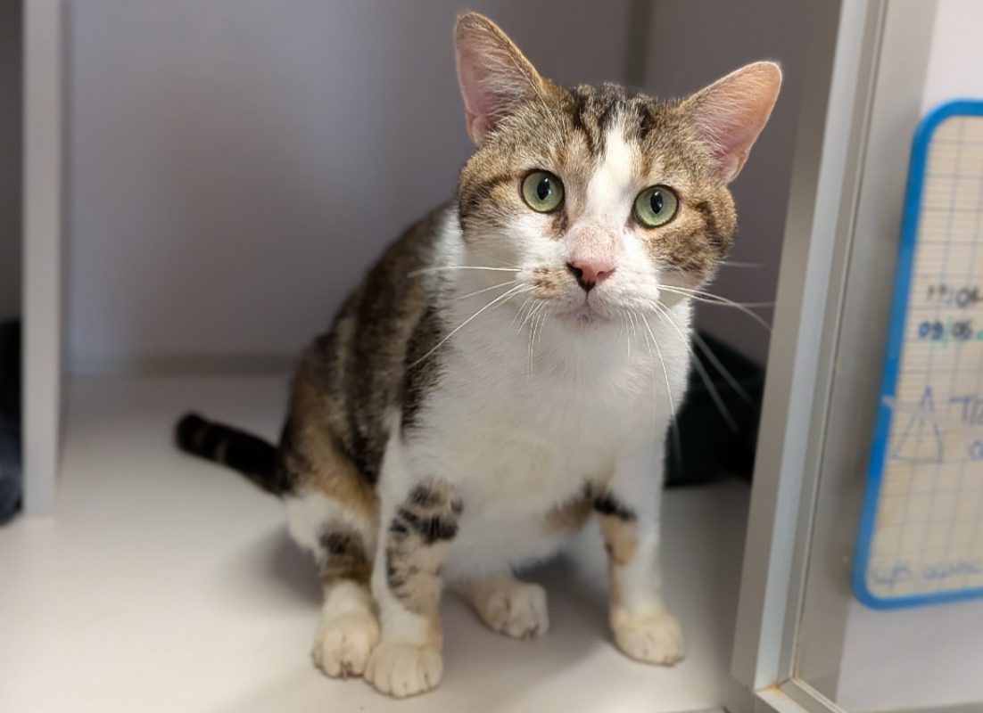 Titi - Chat Européen à adopter - photo 3
