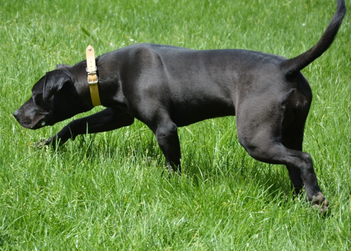 Photo #2 de Lyca