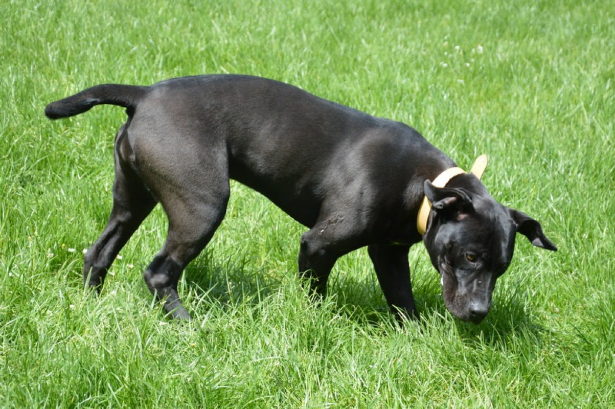 Photo #3 de Lyca