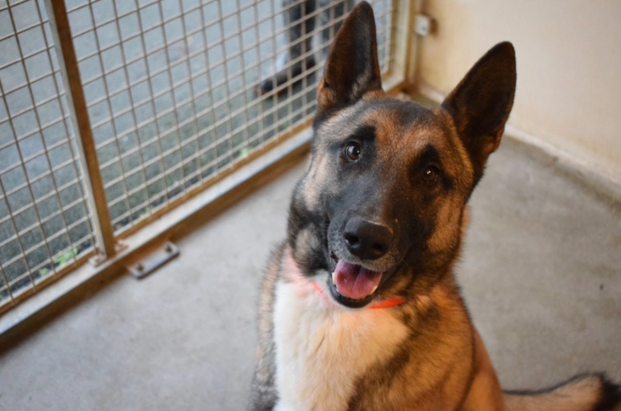 Sultan - Chien Berger Belge Malinois à adopter