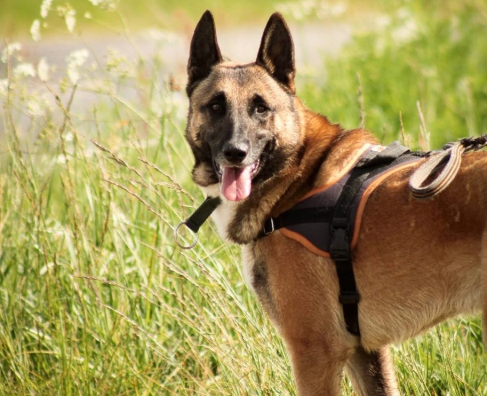 Sultan - Chien Berger Belge Malinois à adopter - photo 2