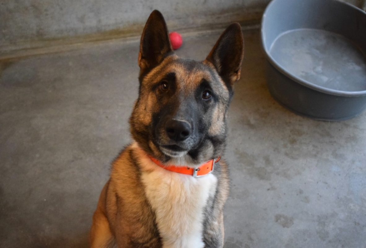 Sultan - Chien Berger Belge Malinois à adopter - photo 3