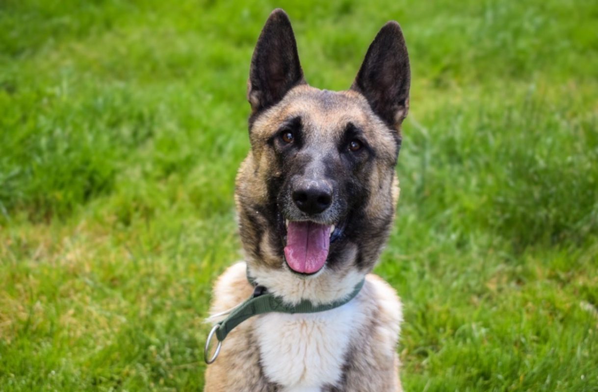Sultan - Chien Berger Belge Malinois à adopter - photo 4