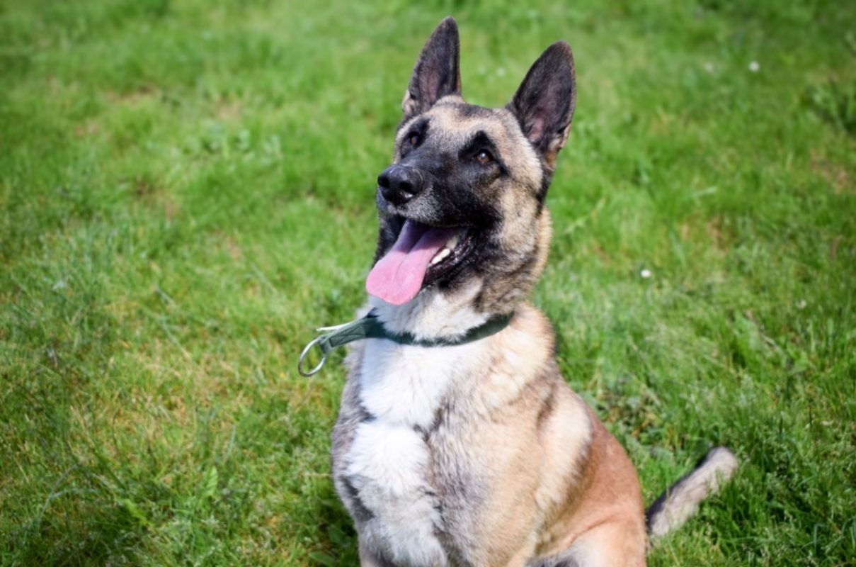 Sultan - Chien Berger Belge Malinois à adopter - photo 5
