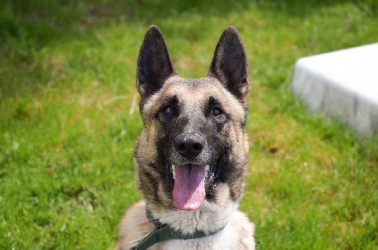 Sultan - Chien Berger Belge Malinois à adopter - photo 6