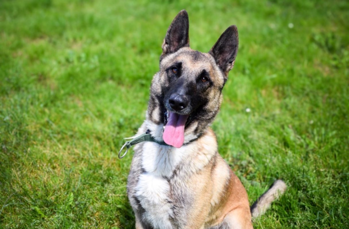 Sultan - Chien Berger Belge Malinois à adopter - photo 7