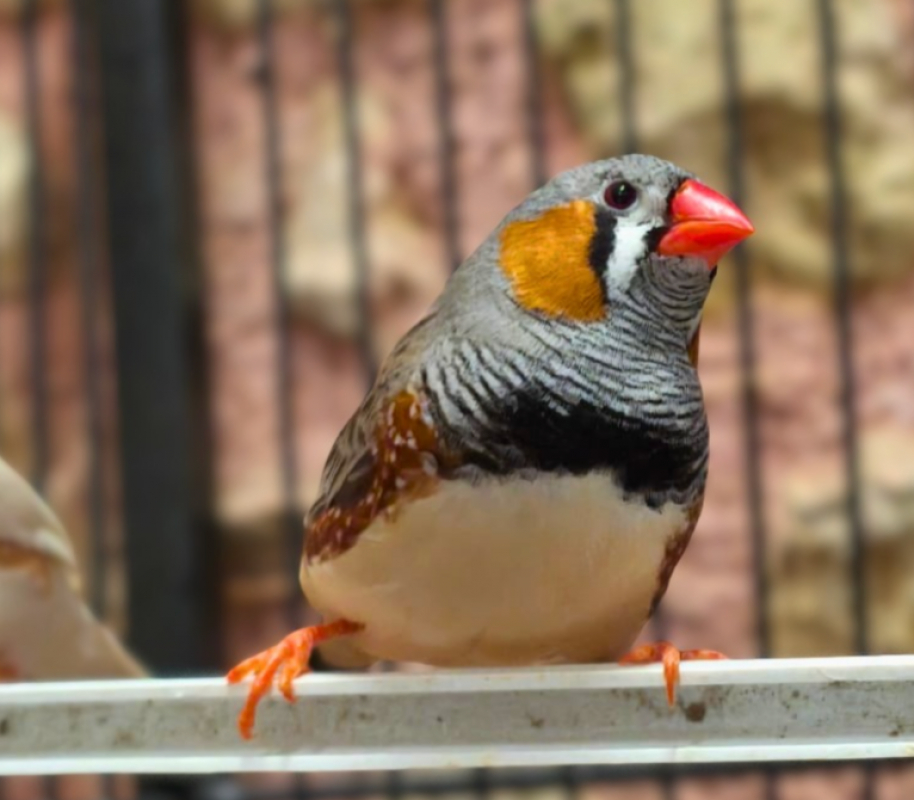 Photo de Mandarina